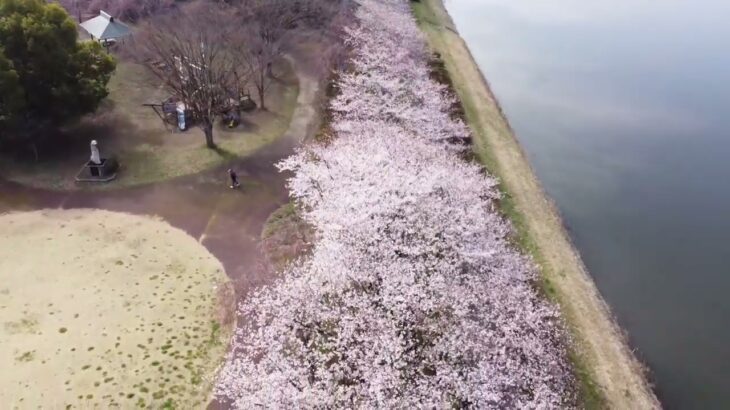 R4.3.30童夢公園・行幸湖の桜をドローンで撮影