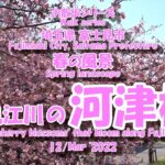 春の風景【富士見江川に咲く河津桜ｰ②】　　Spring scenery [Kawazu cherry blossoms blooming along Fujimi Egawa-②]