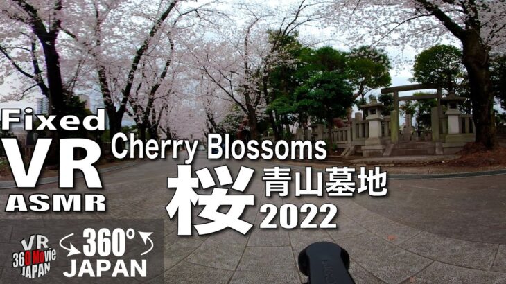 【VR】桜　Cherry Blossoms 青山墓地 Aoyama  VR AMSR in  COVID-19 Japan 2022