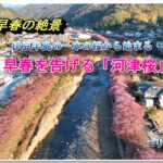 一本の原木から！早春の河津桜が満開！　( ドローン空撮　drone４ｋ動画）