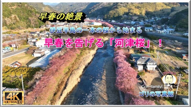 一本の原木から！早春の河津桜が満開！　( ドローン空撮　drone４ｋ動画）