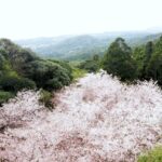 千尋滝駐車場の満開の桜をドローン撮影