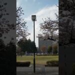 すずかけ公園の桜🌸と公園で遊ぶ平和な風景