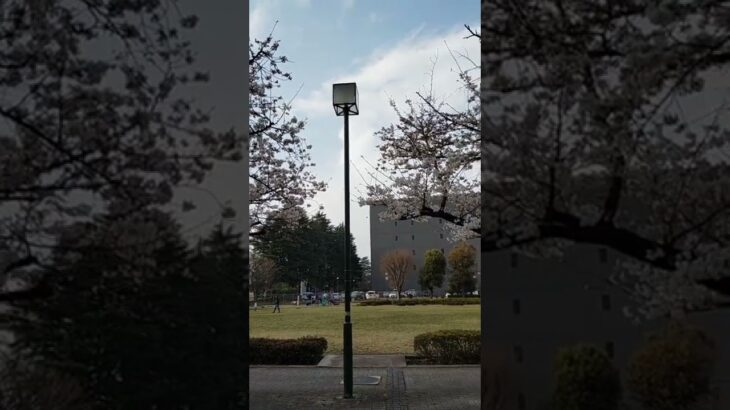 すずかけ公園の桜🌸と公園で遊ぶ平和な風景