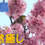 【自然癒し】春 桜 鳥 さくら 花 / 自然 癒し 自然風景 ストレス解消 ヒーリング リラックス