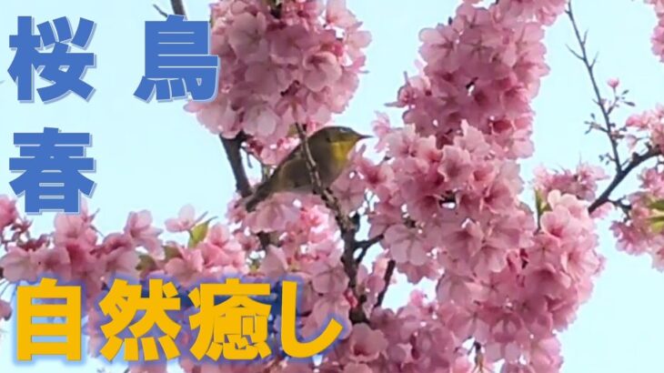 【自然癒し】春 桜 鳥 さくら 花 / 自然 癒し 自然風景 ストレス解消 ヒーリング リラックス