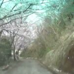 真道山の千本桜の山道を下る　#風景動画　#江田島　#広島県