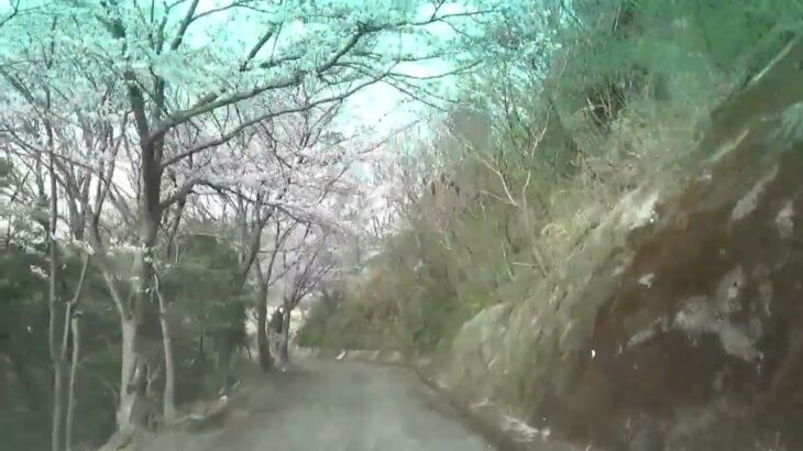 真道山の千本桜の山道を下る　#風景動画　#江田島　#広島県
