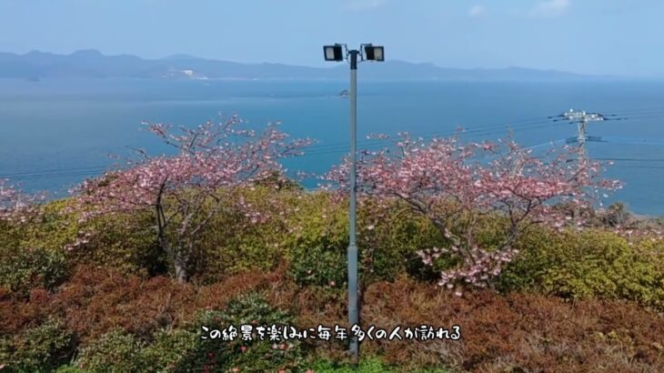 花の咲く風景　〜海を見下ろす河津桜〜