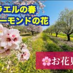 【イスラエルのお花見】桜にそっくりアーモンドの花　ドローン撮影　聖書にも出てくるアーモンド　ユダヤ人にとって神聖なものです