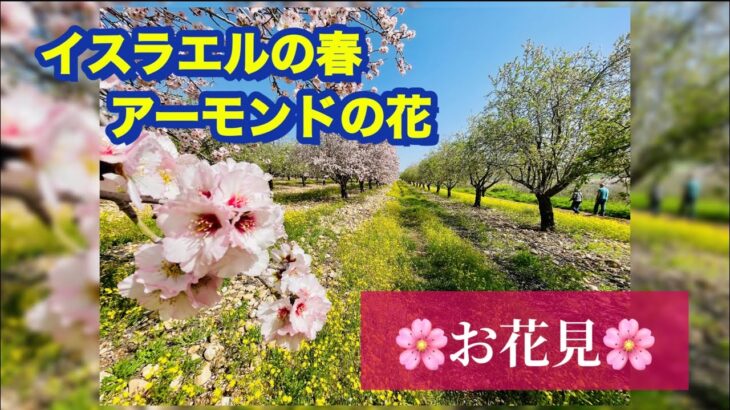 【イスラエルのお花見】桜にそっくりアーモンドの花　ドローン撮影　聖書にも出てくるアーモンド　ユダヤ人にとって神聖なものです