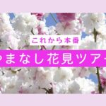 やまなし花見ツアー　これから本番【梅・桜・花桃・桃】