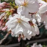 【2021年に撮影】【オンラインお花見＆スライドショー】とある公園の桜をお花見！！