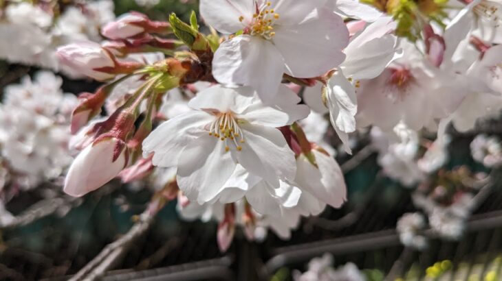 【2021年に撮影】【オンラインお花見＆スライドショー】とある公園の桜をお花見！！