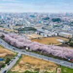 2022年船橋市海老川の桜をドローン空撮