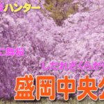 【2022桜ハンター】花吹雪に舞い桜 しだれさくらが見頃です～盛岡中央公園～【4K】