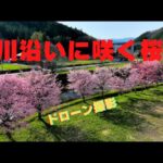 2022 川沿いに咲く桜（ドローン撮影）【4k】