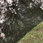 【フリー素材動画】桜と川の風景2022 ・その7【桜と小さな川】【Japan Cherry Blossoms ＆Cherry blossoms and river scenery 2022 No.7】