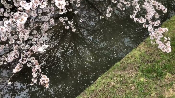 【フリー素材動画】桜と川の風景2022 ・その7【桜と小さな川】【Japan Cherry Blossoms ＆Cherry blossoms and river scenery 2022 No.7】