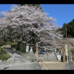 ドローンで満開の桜を撮影　2022.4.3