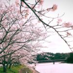 2022/03/30千葉県市原市　高滝湖　桜ドローン撮影(Mavic mini)