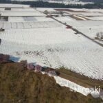 津南町　河岸段丘桜　2022/04 4k ドローン撮影　drone