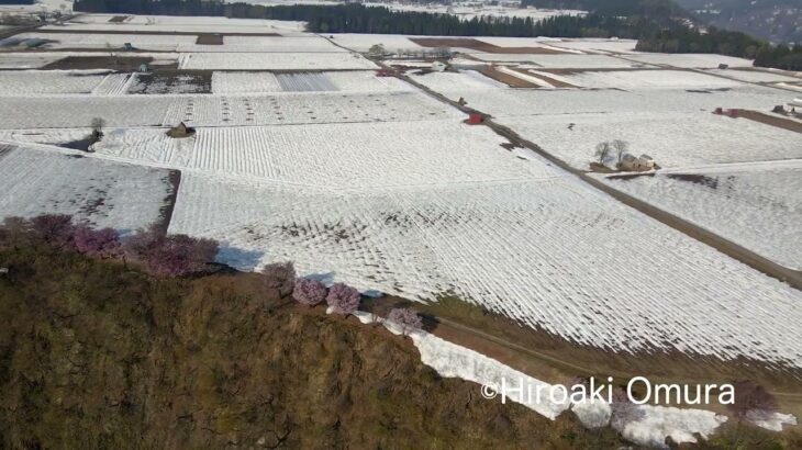 津南町　河岸段丘桜　2022/04 4k ドローン撮影　drone