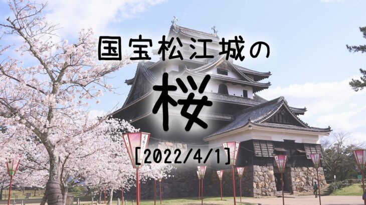【島根の桜】国宝松江城の桜（島根県松江市）〜2022/04/1〜