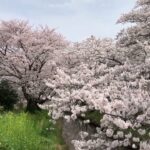 【フリー素材動画】桜と川の風景2022・その12【桜と小さな川】【Japan Cherry Blossoms ＆Cherry blossoms and river scenery 2022No.12】