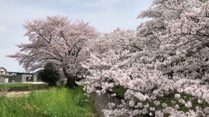 【フリー素材動画】桜と川の風景2022・その12【桜と小さな川】【Japan Cherry Blossoms ＆Cherry blossoms and river scenery 2022No.12】