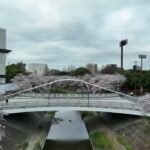 山崎川の桜 2022年4月2日