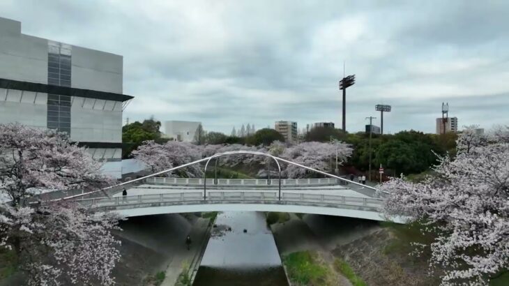 山崎川の桜 2022年4月2日