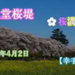 権現堂桜堤　🌸桜満開🌸　幸手市【オンライン花見】　　2022年4月2日