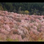 桜峠の桜　2022年4月25日 ドローン撮影