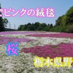 まるでピンクの絨毯　芝桜　栃木県野木町【オンライン花見】　　2022年4月25日