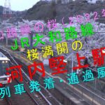 大和路線の桜（2022年）【JR大和路線 桜満開の河内堅上駅 列車発着・通過風景】