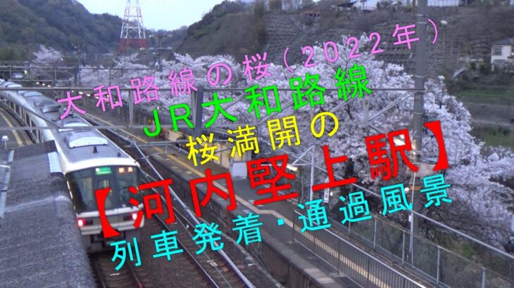 大和路線の桜（2022年）【JR大和路線 桜満開の河内堅上駅 列車発着・通過風景】