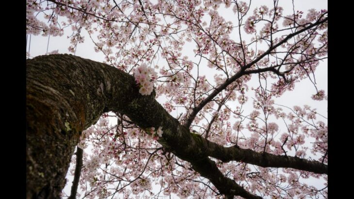 庄内の風景_散歩スナップ_桜 _2022_01