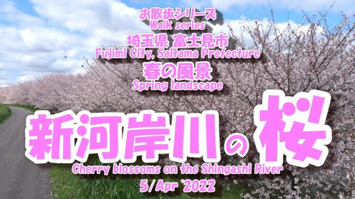 220405 春の風景 新河岸川の桜