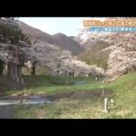 ふくしまの原風景　猪苗代町・観音寺川の桜並木　雪国に訪れた春の喜び【福島発】 (22/04/22 20:00)