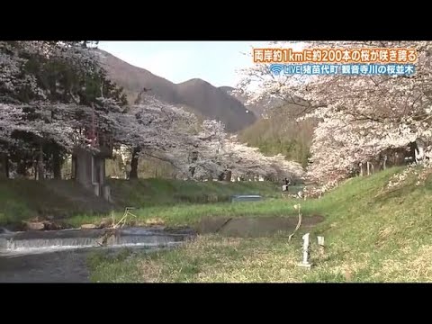 ふくしまの原風景　猪苗代町・観音寺川の桜並木　雪国に訪れた春の喜び【福島発】 (22/04/22 20:00)