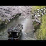 [360° VR] Cherry Blossoms(Sakura) and Willows and Tour boat @Kyoto Fushimi /桜と柳と十石舟 ＠京都・伏見