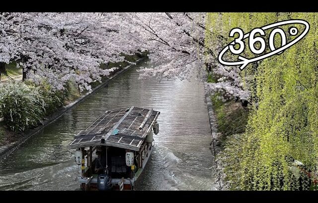 [360° VR] Cherry Blossoms(Sakura) and Willows and Tour boat @Kyoto Fushimi /桜と柳と十石舟 ＠京都・伏見