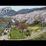 360° VR – 京都・背割堤の桜 / Sakura Tunnel in Kyoto🌸