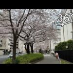360° VR – Walk Along the Cherry Blossom Trees (Sakura Trees) in Tokyo,Japan / 東京の桜並木を散歩