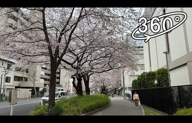 360° VR – Walk Along the Cherry Blossom Trees (Sakura Trees) in Tokyo,Japan / 東京の桜並木を散歩