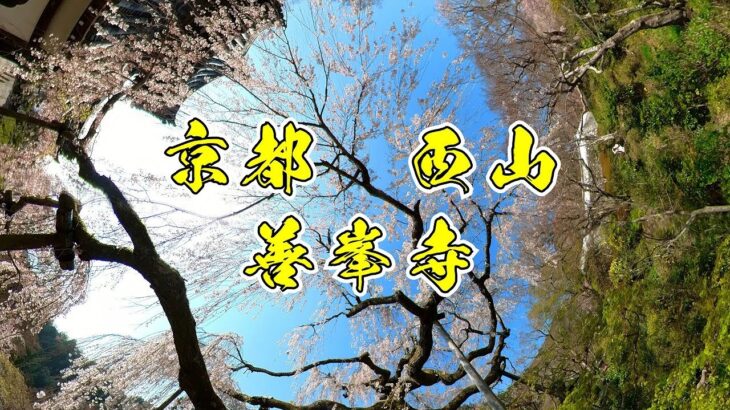 【360°VR】京都　西山　善峯寺　桜　yosimine temple SAKURA