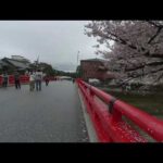 3DVR　高山祭と桜　Takayama Festival