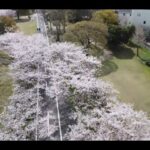 佐賀の風景　第40弾　『桜～旧佐賀線　南佐賀駅～』