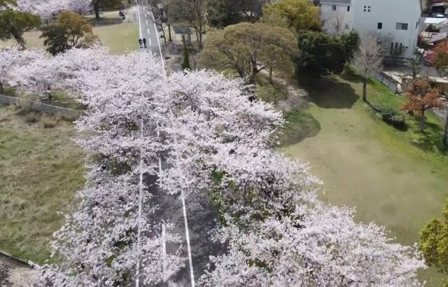 佐賀の風景　第40弾　『桜～旧佐賀線　南佐賀駅～』